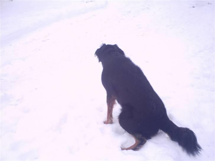 Gordon setter bella billede 8