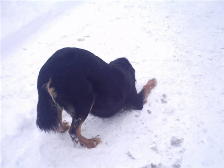 Gordon setter bella billede 9