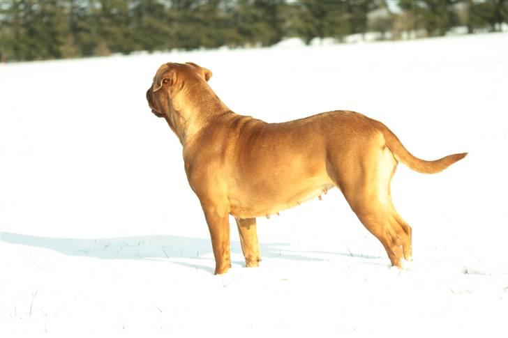 Dogue de bordeaux kaila  billede 19