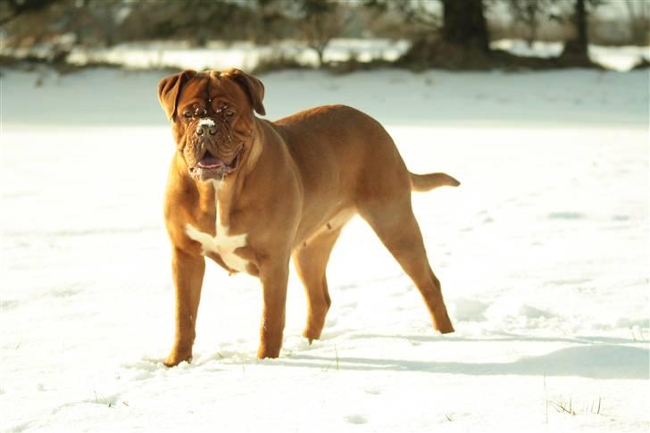 Dogue de bordeaux kaila  billede 20