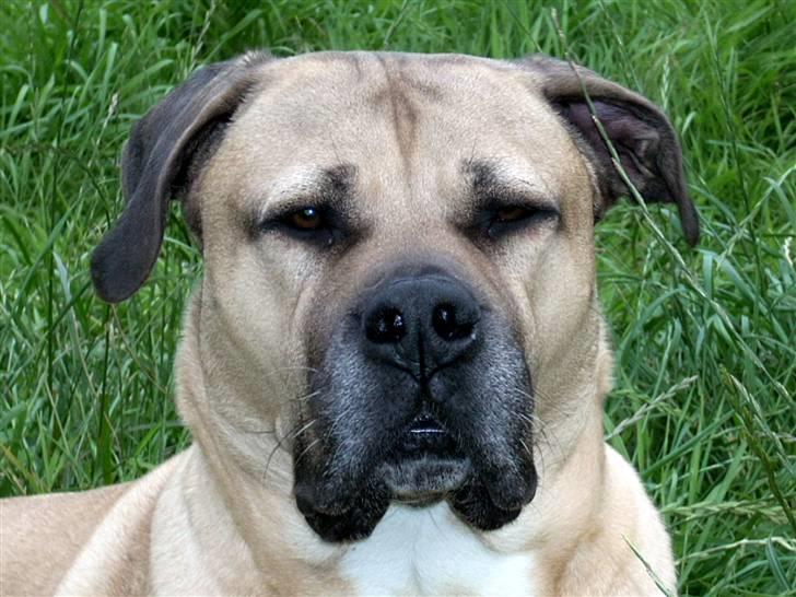 Boerboel Mille billede 1