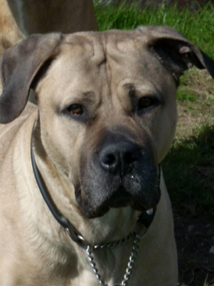 Boerboel Mille billede 2