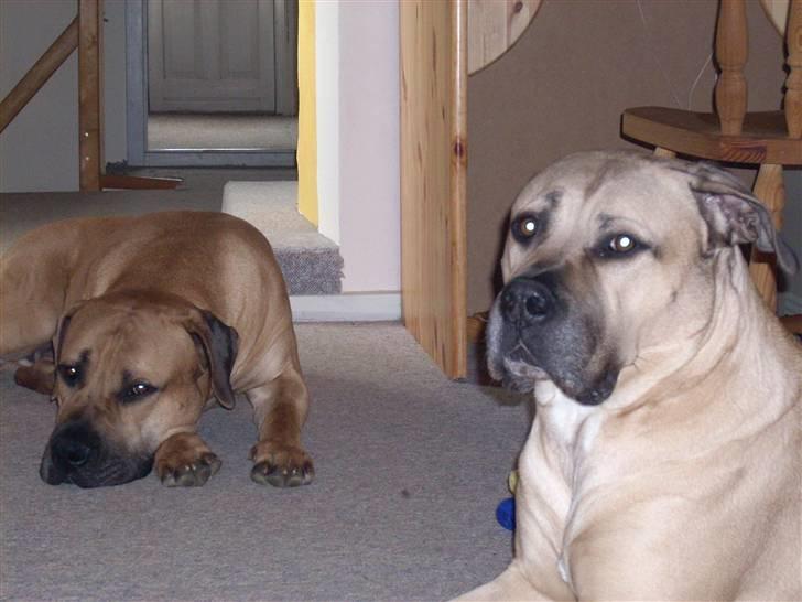 Boerboel Mille billede 3