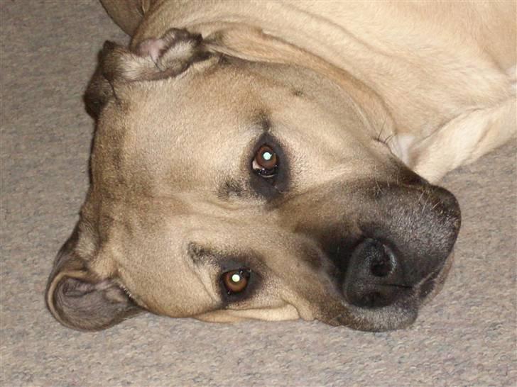 Boerboel Mille billede 4