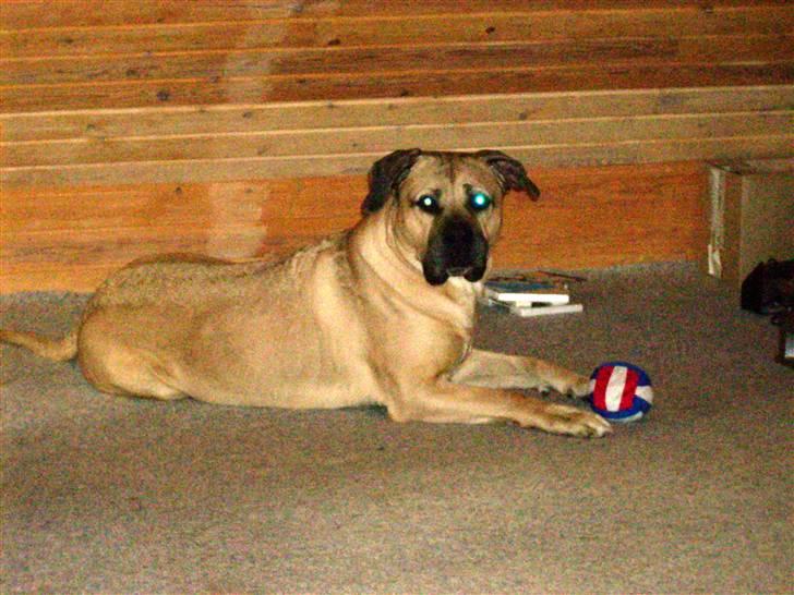 Boerboel Mille billede 5