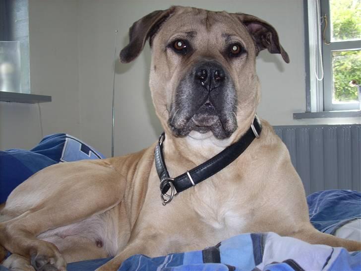 Boerboel Mille billede 6