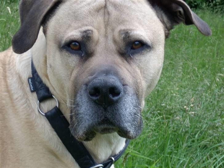 Boerboel Mille billede 7