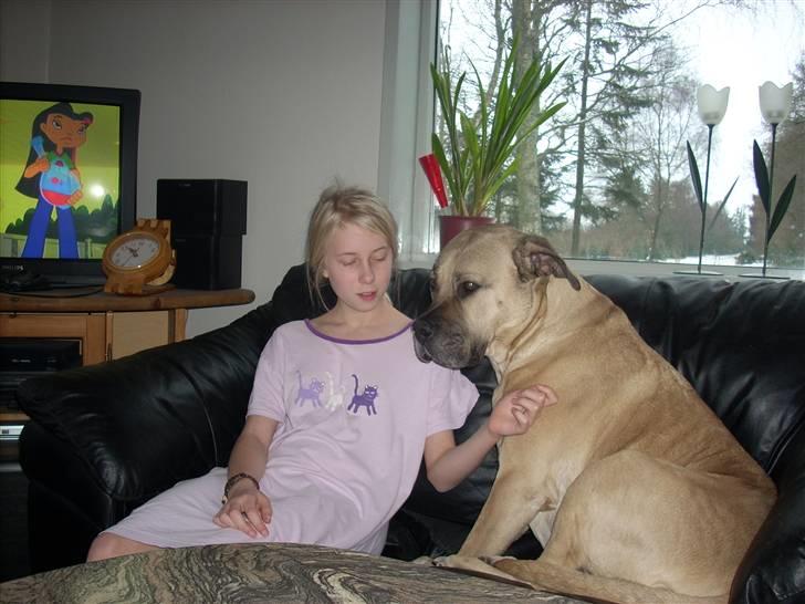 Boerboel Mille billede 8