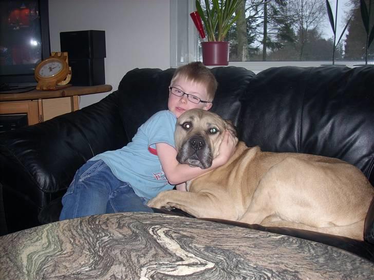 Boerboel Mille billede 9