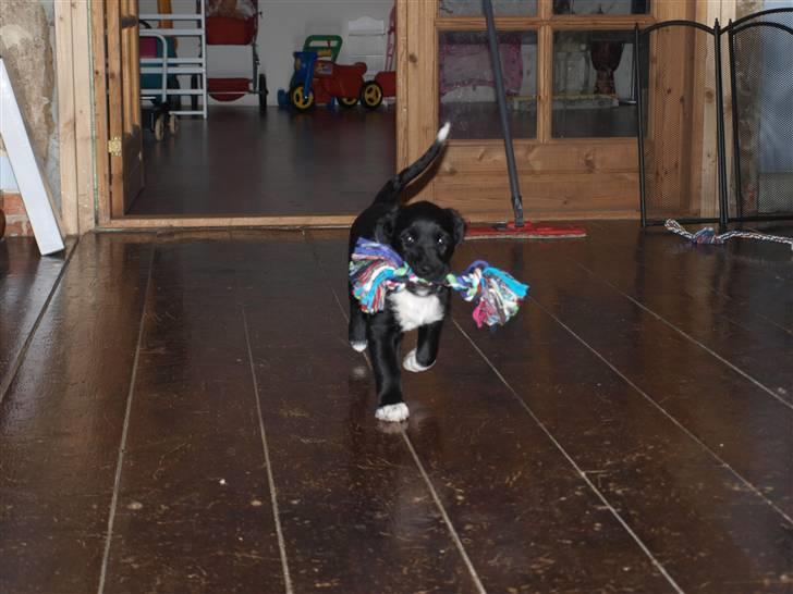 Blanding af racer Diesel billede 1