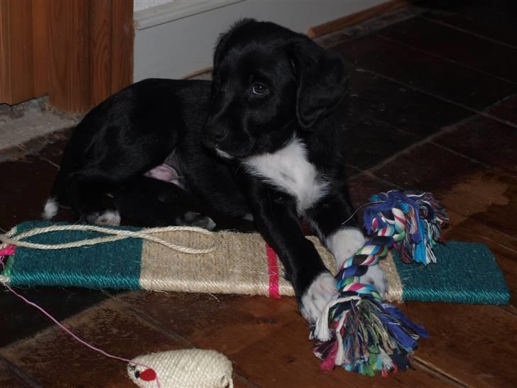 Blanding af racer Diesel billede 2