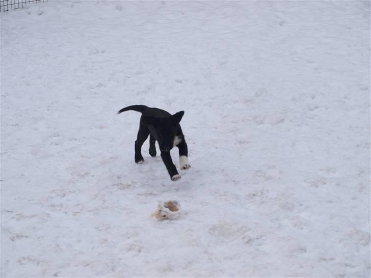 Blanding af racer Diesel billede 3