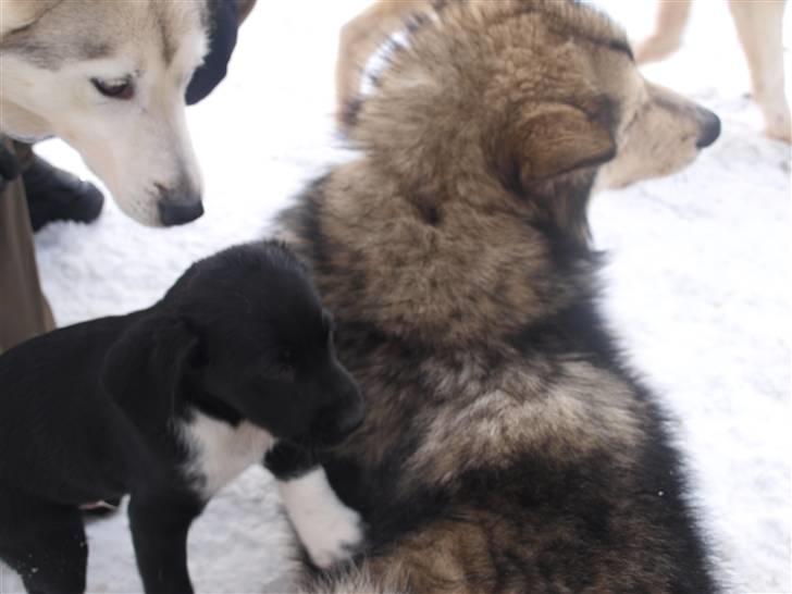 Blanding af racer Diesel billede 4