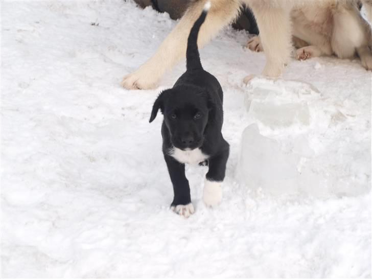 Blanding af racer Diesel billede 5