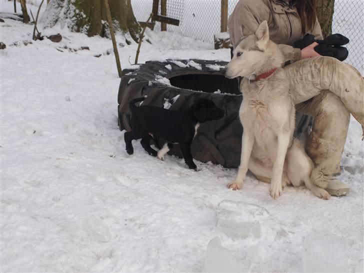 Blanding af racer Diesel billede 6