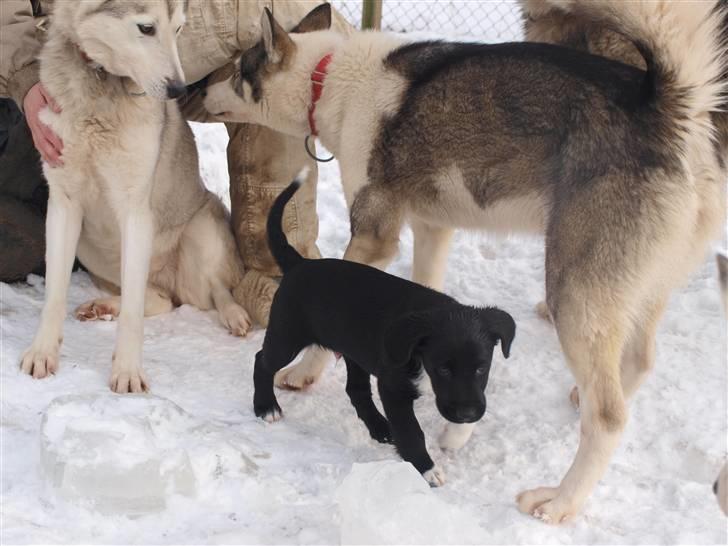 Blanding af racer Diesel billede 7