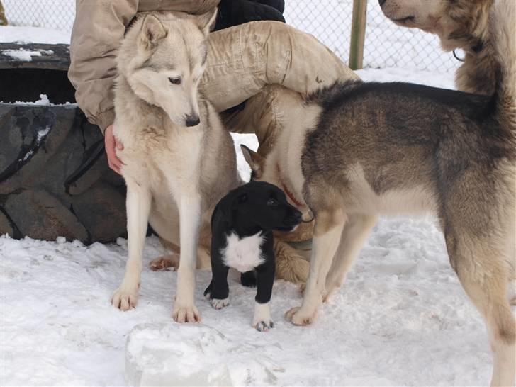 Blanding af racer Diesel billede 8