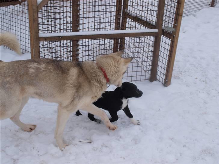 Blanding af racer Diesel billede 9