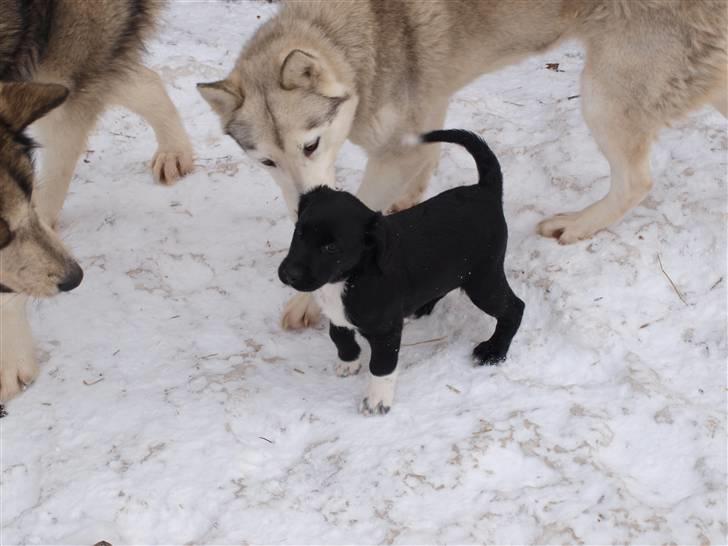 Blanding af racer Diesel billede 10