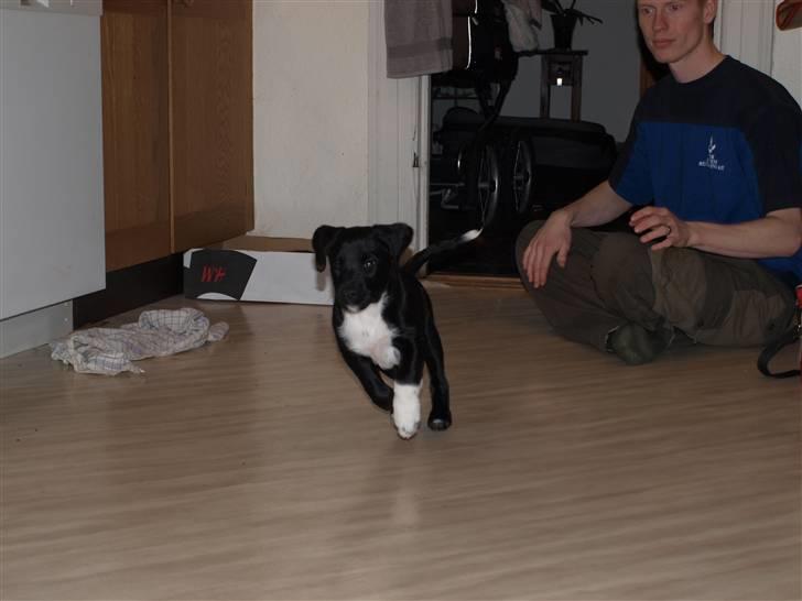 Blanding af racer Diesel billede 11