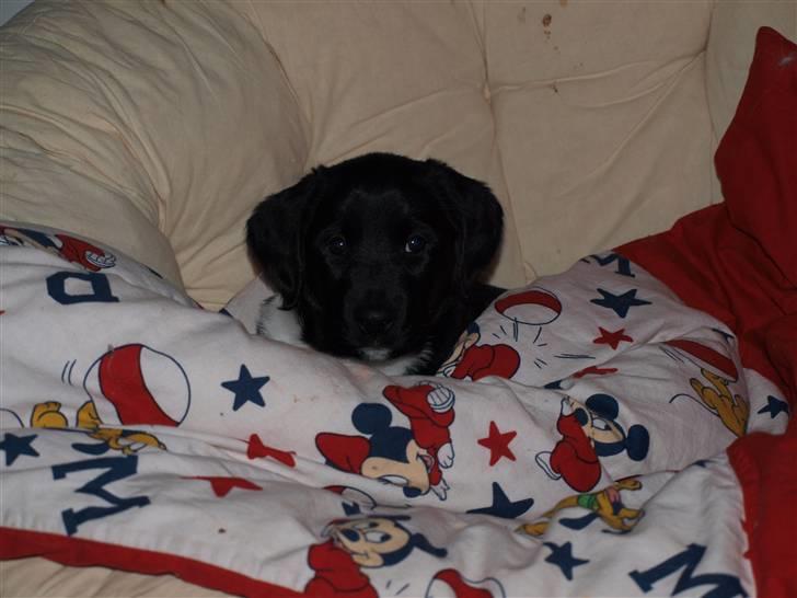 Blanding af racer Diesel billede 12