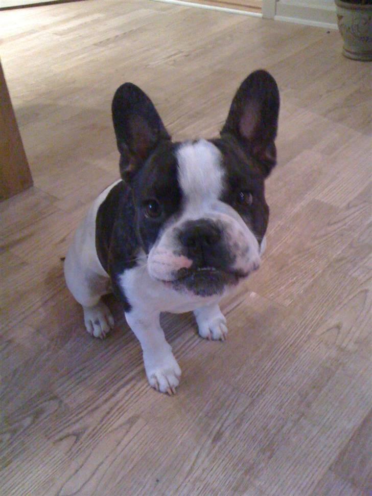 Fransk bulldog Ollie - OLLIE billede 1