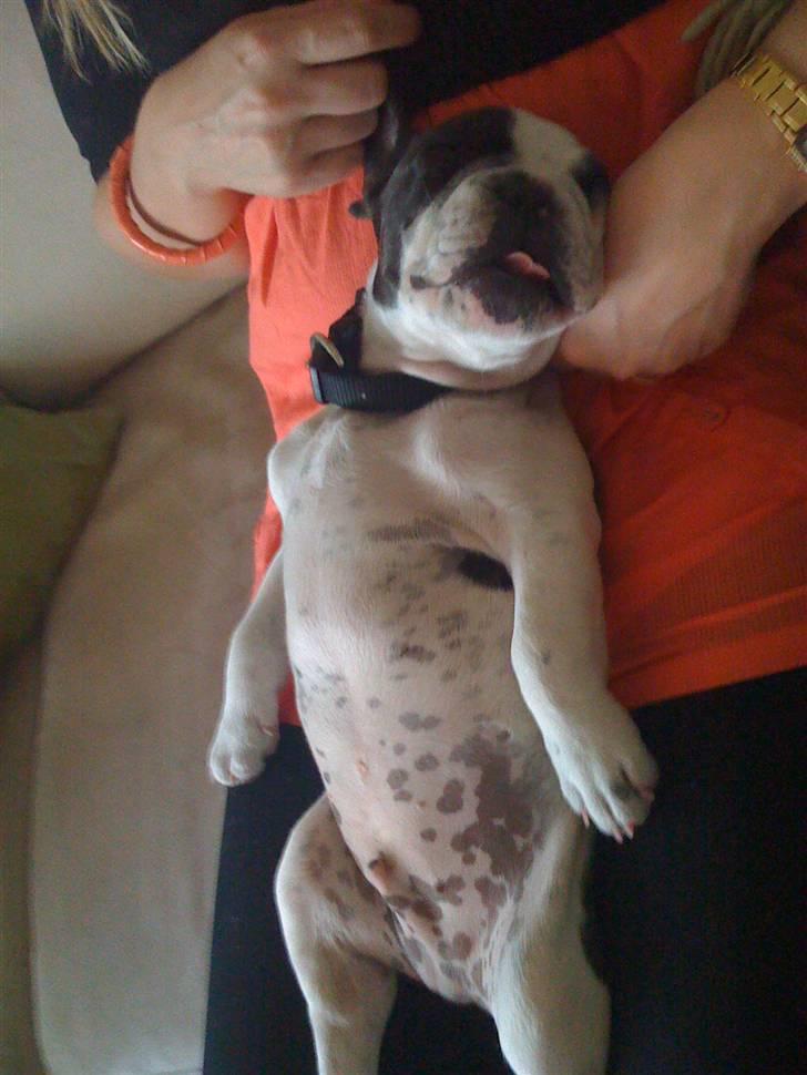 Fransk bulldog Ollie - Man er vel træt!! billede 2