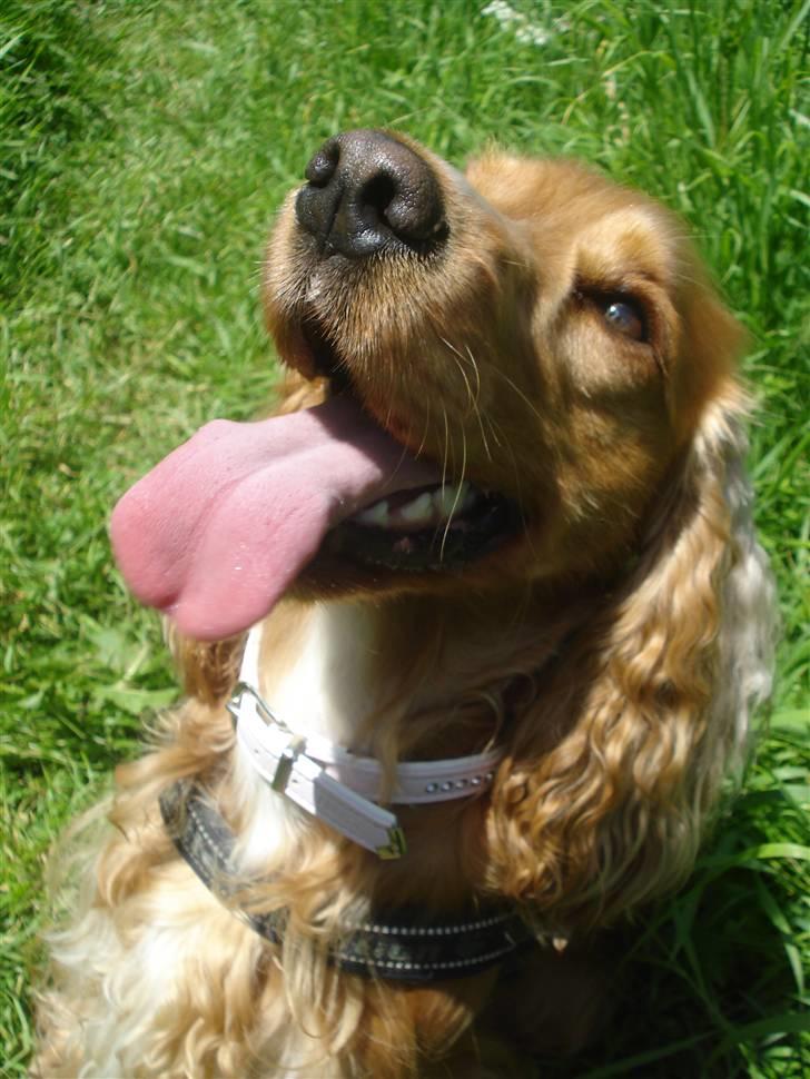 Cocker spaniel Bella (abeungen) billede 20