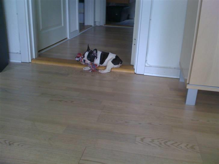 Fransk bulldog Ollie - Ollie 7 uger!!! billede 3