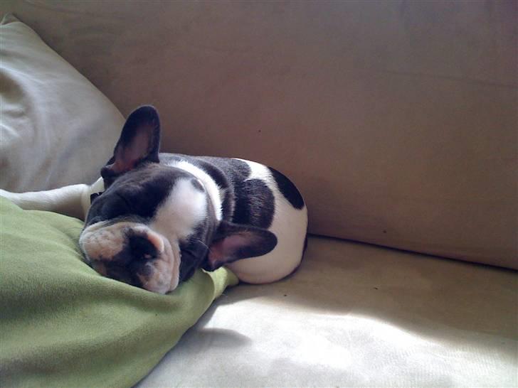 Fransk bulldog Ollie - Helt ny, men meget træt billede 4