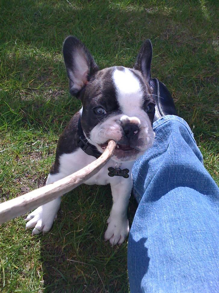 Fransk bulldog Ollie - Legesyg fra første dag!! billede 5