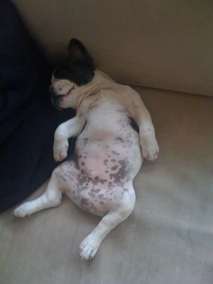 Fransk bulldog Ollie - Helt udmattet efter gåturen. billede 6