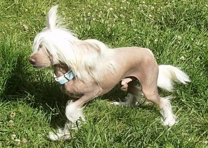 Chinese crested hårløs Cappuccino billede 18