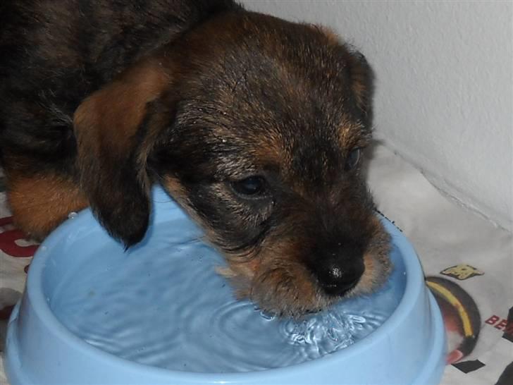 Gravhund Marinus - Velkommen til Marinus profil ;) billede 1