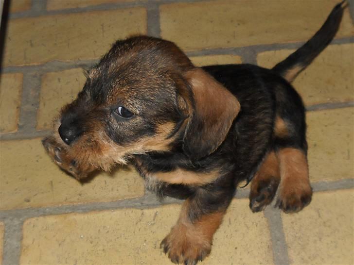 Gravhund Marinus billede 2