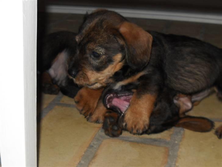 Gravhund Marinus - Haha! jeg er skærkest!:D billede 3