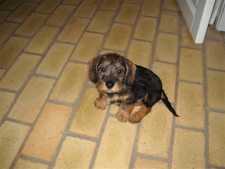 Gravhund Marinus billede 4