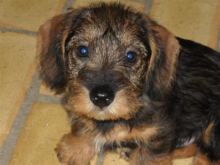 Gravhund Marinus billede 5