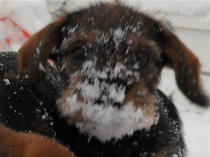 Gravhund Marinus - Den nye Julemand!;D billede 6