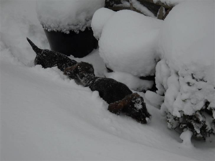 Gravhund Marinus - Jeg går bare efter bror Conrad!!;) billede 7