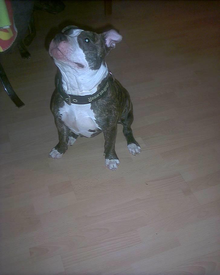 Amerikansk staffordshire terrier chico billede 11