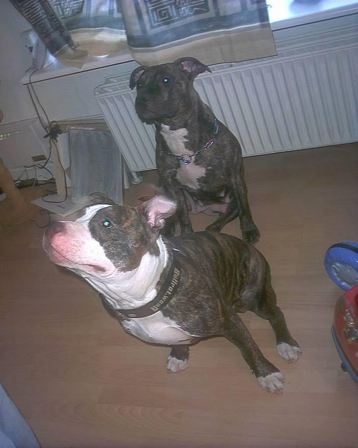 Amerikansk staffordshire terrier chico billede 12