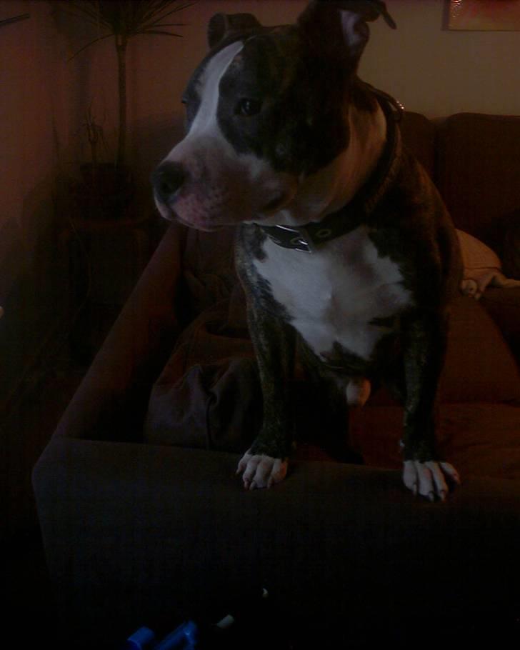 Amerikansk staffordshire terrier chico billede 13