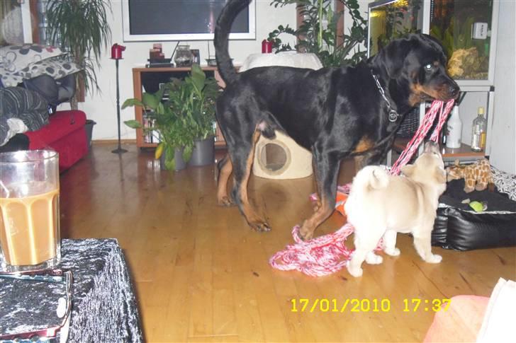 Norsk buhund Kenzo - Leger med min bedste ven  billede 6