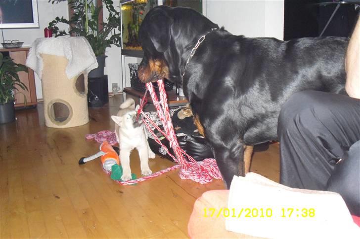 Norsk buhund Kenzo - synes han er stor men jeg giver ikke op  billede 7