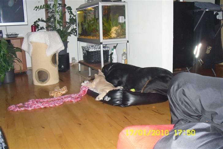 Norsk buhund Kenzo - giver stadig ikke op  billede 8