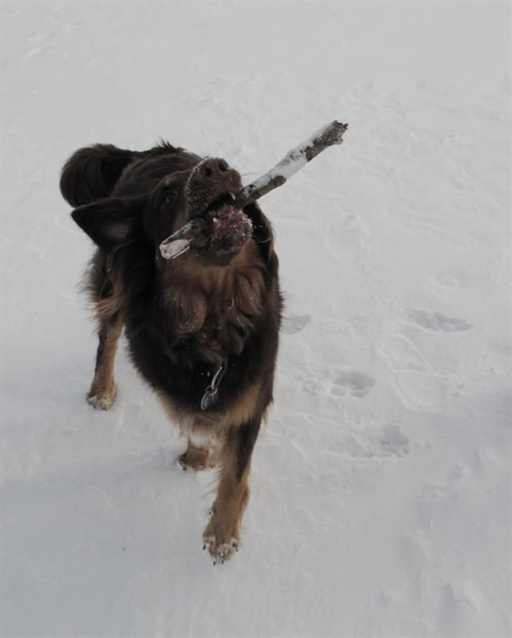 Blanding af racer Laika billede 20