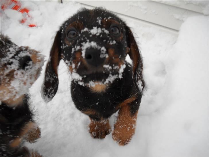 Gravhund Conrad  - Velkommen til Conrad´s profil ;) billede 1
