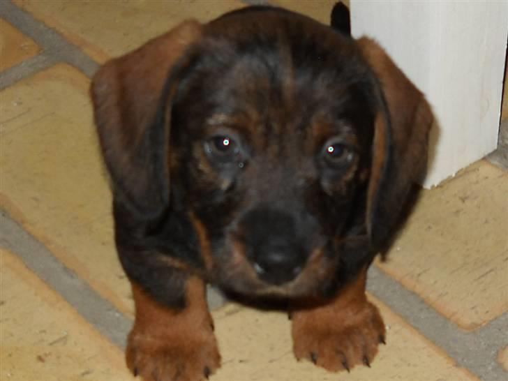 Gravhund Conrad  billede 2