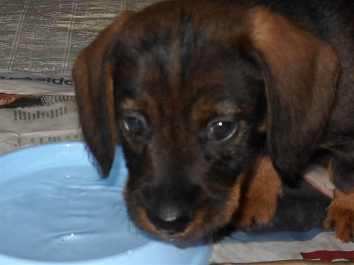 Gravhund Conrad  billede 3